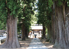 浅間神社参道の歴史ある7本杉